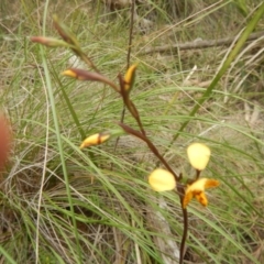 Diuris nigromontana at Bruce, ACT - 12 Oct 2016