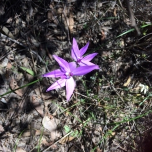 Glossodia major at Bruce, ACT - 14 Oct 2016