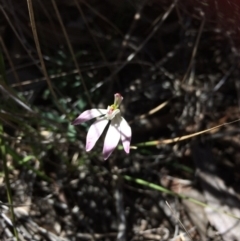 Caladenia fuscata (Dusky Fingers) at Point 99 - 14 Oct 2016 by jks