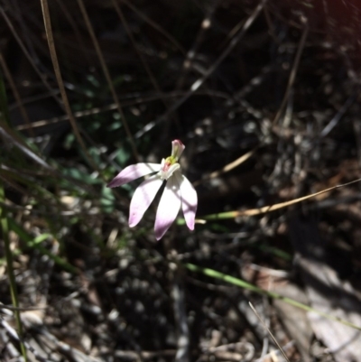 Caladenia fuscata (Dusky Fingers) at Point 99 - 14 Oct 2016 by jksmits