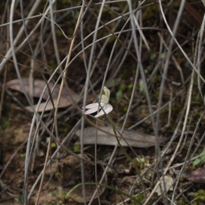 Caladenia fuscata at Point 5204 - suppressed