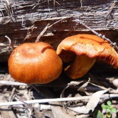 Unidentified at Bruce Ridge - 14 Oct 2016 by jks