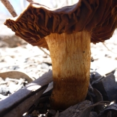 Cortinarius sp. (Cortinarius) at Bruce, ACT - 14 Oct 2016 by jks