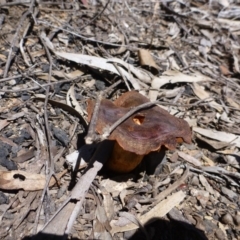 Cortinarius sp. at Bruce, ACT - 14 Oct 2016