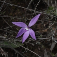 Glossodia major (Wax Lip Orchid) at Molonglo Valley, ACT - 6 Oct 2016 by eyal