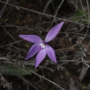 Glossodia major at Point 5204 - suppressed