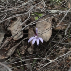 Cyanicula caerulea (Blue Fingers, Blue Fairies) at Point 5204 - 7 Oct 2016 by eyal