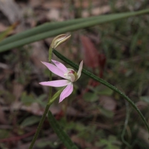 Caladenia carnea at Point 5204 - suppressed