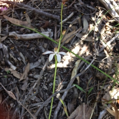 Caladenia ustulata (Brown Caps) at Point 99 - 14 Oct 2016 by jks