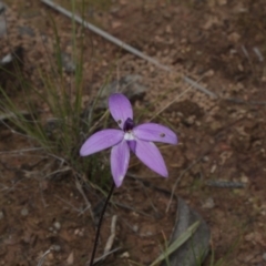 Glossodia major (Wax Lip Orchid) at Molonglo Valley, ACT - 6 Oct 2016 by eyal