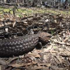 Tiliqua rugosa (Shingleback Lizard) at Mulligans Flat - 14 Oct 2016 by JasonC