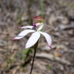 Caladenia moschata (Musky Caps) at Point 99 - 14 Oct 2016 by jksmits