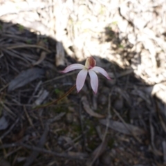 Caladenia moschata at Point 99 - suppressed