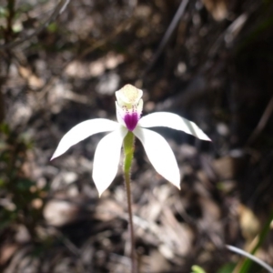 Caladenia moschata at Point 99 - suppressed