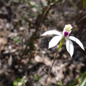 Caladenia moschata at Point 99 - suppressed