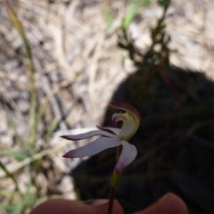 Caladenia moschata at Point 99 - suppressed