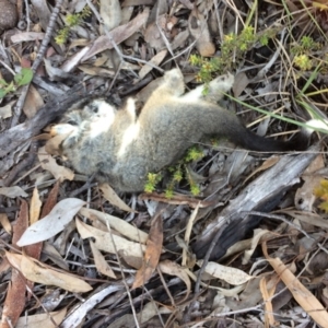 Pseudocheirus peregrinus at Bruce, ACT - 14 Oct 2016