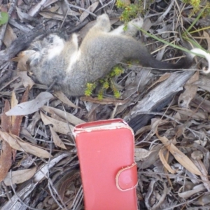 Pseudocheirus peregrinus at Bruce, ACT - 14 Oct 2016