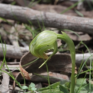 Pterostylis nutans at Point 5204 - suppressed