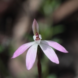 Caladenia fuscata at Point 5204 - suppressed