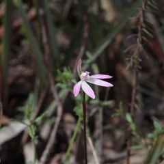 Caladenia fuscata at Point 5204 - suppressed