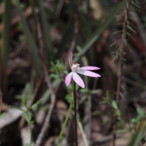 Caladenia fuscata at Point 5204 - suppressed