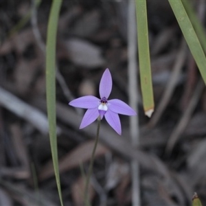 Glossodia major at Point 4465 - suppressed