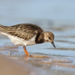 Arenaria interpres (Ruddy Turnstone) at Mogareeka, NSW - 13 Oct 2016 by Leo