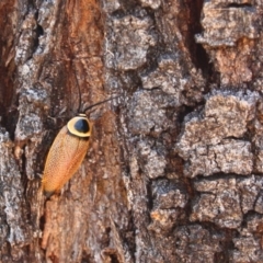 Ellipsidion australe (Austral Ellipsidion cockroach) at Deakin, ACT - 5 Dec 2015 by Ratcliffe