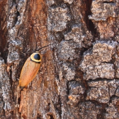 Ellipsidion australe (Austral Ellipsidion cockroach) at Deakin, ACT - 5 Dec 2015 by Ratcliffe