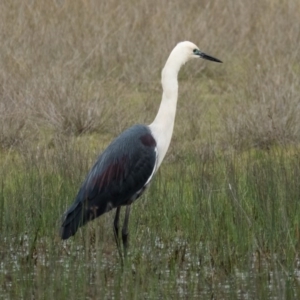 Ardea pacifica at Gungahlin, ACT - 10 Oct 2016