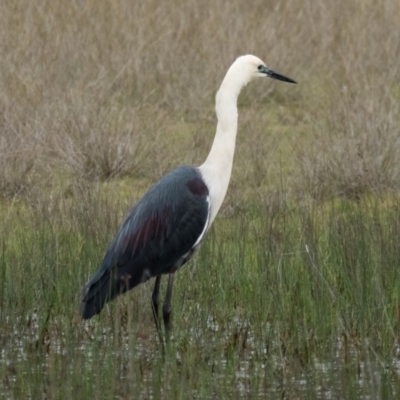 Ardea pacifica (White-necked Heron) at Mulligans Flat - 9 Oct 2016 by CedricBear