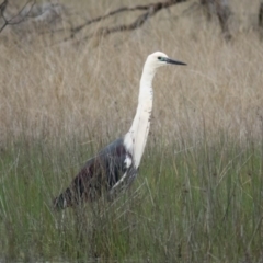 Ardea pacifica at Gungahlin, ACT - 10 Oct 2016