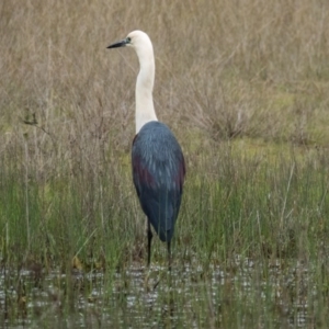 Ardea pacifica at Gungahlin, ACT - 10 Oct 2016