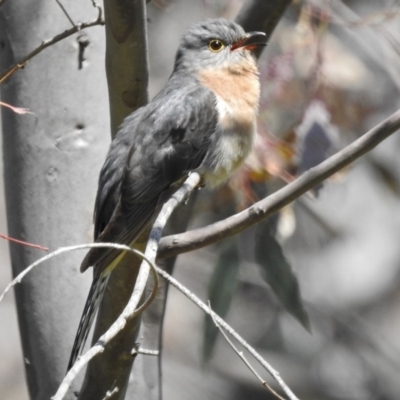 Cacomantis flabelliformis (Fan-tailed Cuckoo) at Belconnen, ACT - 14 Oct 2016 by JohnBundock