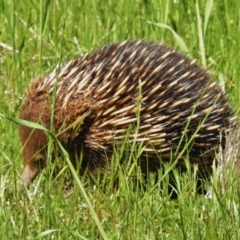 Tachyglossus aculeatus (Short-beaked Echidna) at Woodstock Nature Reserve - 14 Oct 2016 by JohnBundock