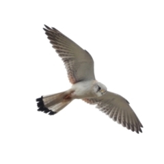 Falco cenchroides (Nankeen Kestrel) at Stromlo, ACT - 12 Oct 2016 by JohnBundock