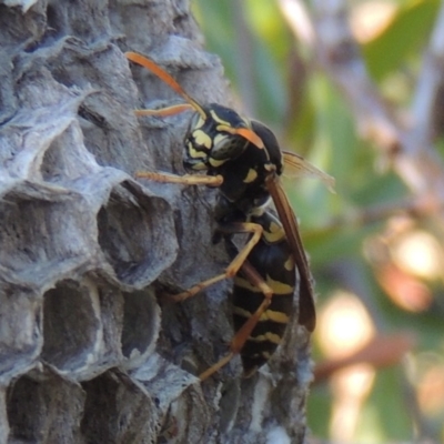 Polistes (Polistes) chinensis (Asian paper wasp) at Conder, ACT - 4 Mar 2015 by MichaelBedingfield