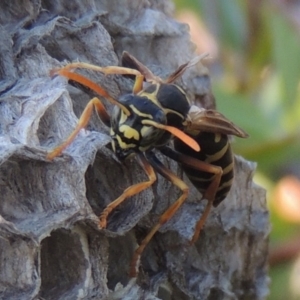 Polistes (Polistes) chinensis at Conder, ACT - 4 Mar 2015