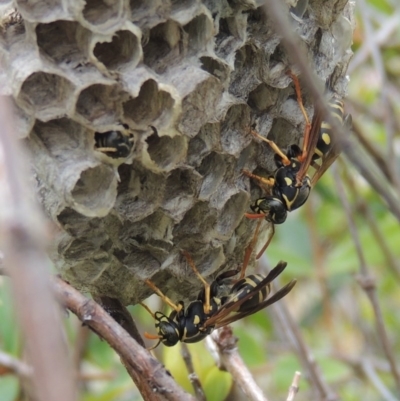 Polistes (Polistes) chinensis (Asian paper wasp) at Conder, ACT - 3 Mar 2015 by MichaelBedingfield