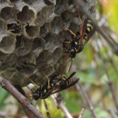 Polistes (Polistes) chinensis at Conder, ACT - 3 Mar 2015 02:27 PM