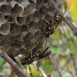 Polistes (Polistes) chinensis at Conder, ACT - 3 Mar 2015 02:27 PM