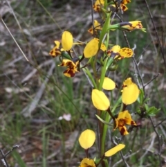 Diuris nigromontana (Black Mountain Leopard Orchid) at O'Connor, ACT - 12 Oct 2016 by ibaird