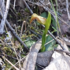 Pterostylis nutans (Nodding Greenhood) at Point 8 - 14 Oct 2016 by MattM