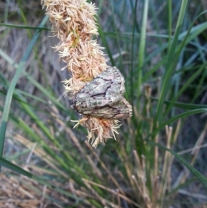 Aeolochroma metarhodata at Kambah, ACT - 15 Oct 2016