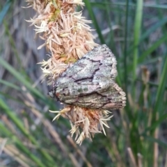 Aeolochroma metarhodata at Kambah, ACT - 15 Oct 2016