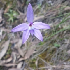 Glossodia major (Wax Lip Orchid) at Acton, ACT - 14 Oct 2016 by MattM