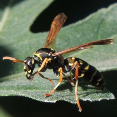 Polistes (Polistes) chinensis (Asian paper wasp) at Pollinator-friendly garden Conder - 2 Mar 2015 by michaelb
