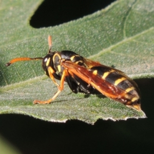 Polistes (Polistes) chinensis at Conder, ACT - 2 Mar 2015