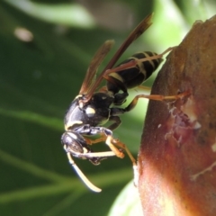 Polistes (Polistes) chinensis at Conder, ACT - 2 Mar 2015